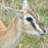 Gazelle Icon